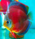 Discus Red Cover