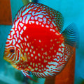 Discus Red Map