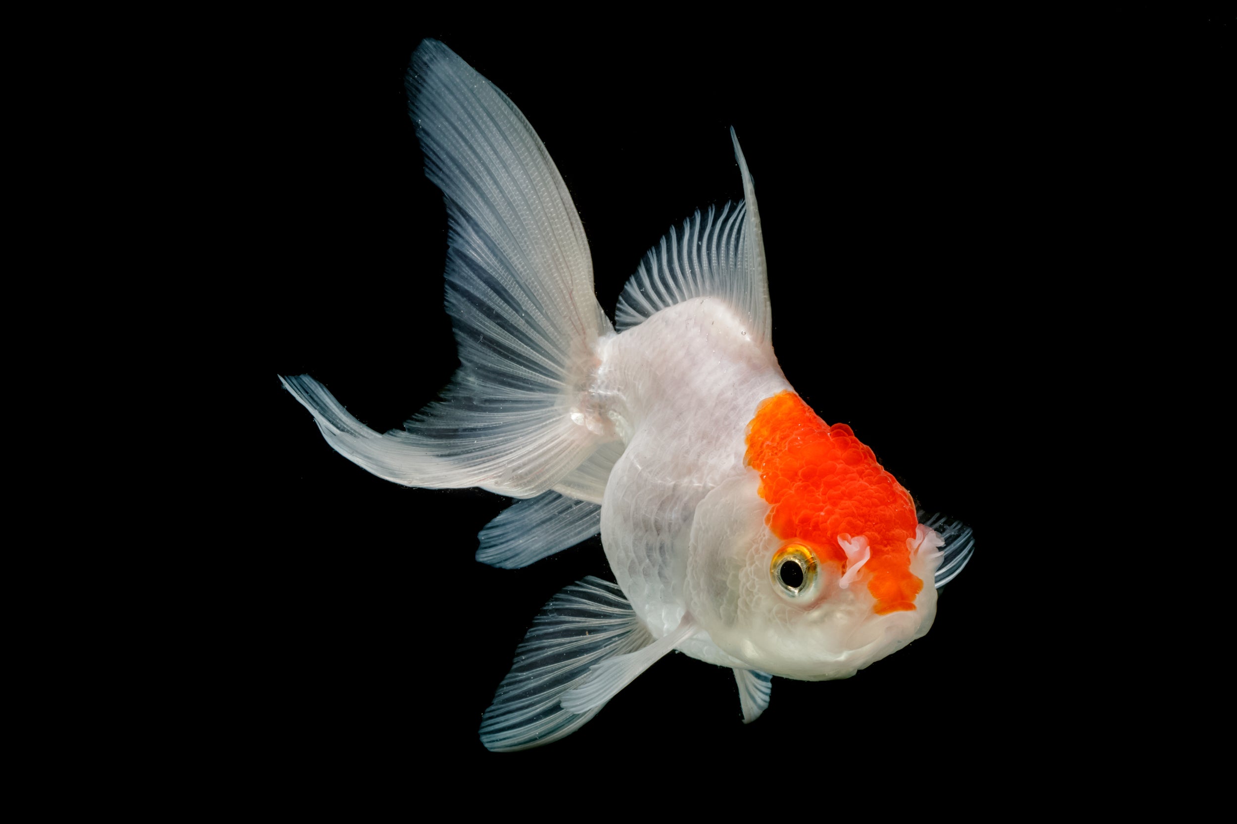 Oranda vörös sapka