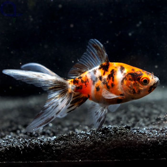 Zlata ribica Veiltail Calico