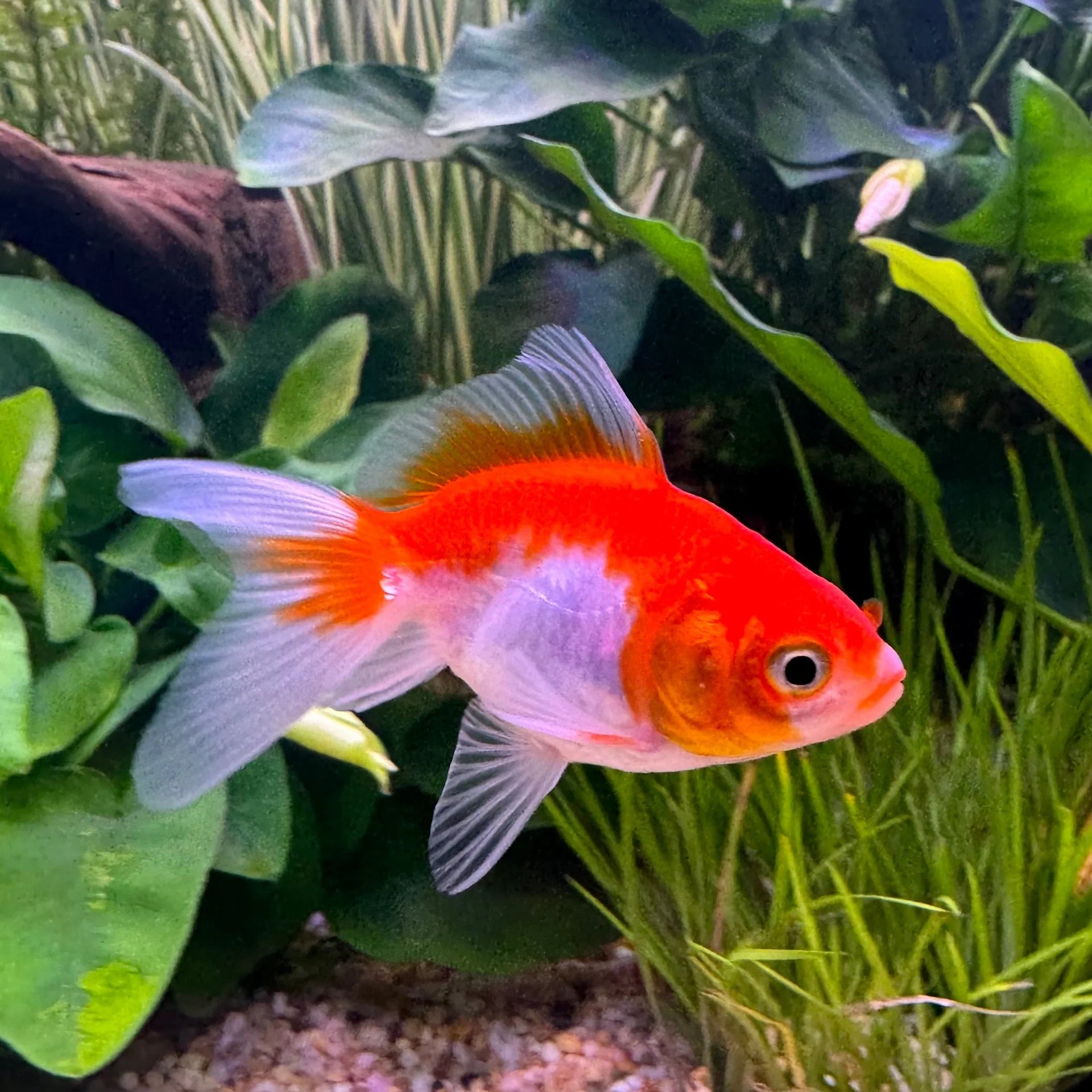 Zlata ribica Veiltail white/red