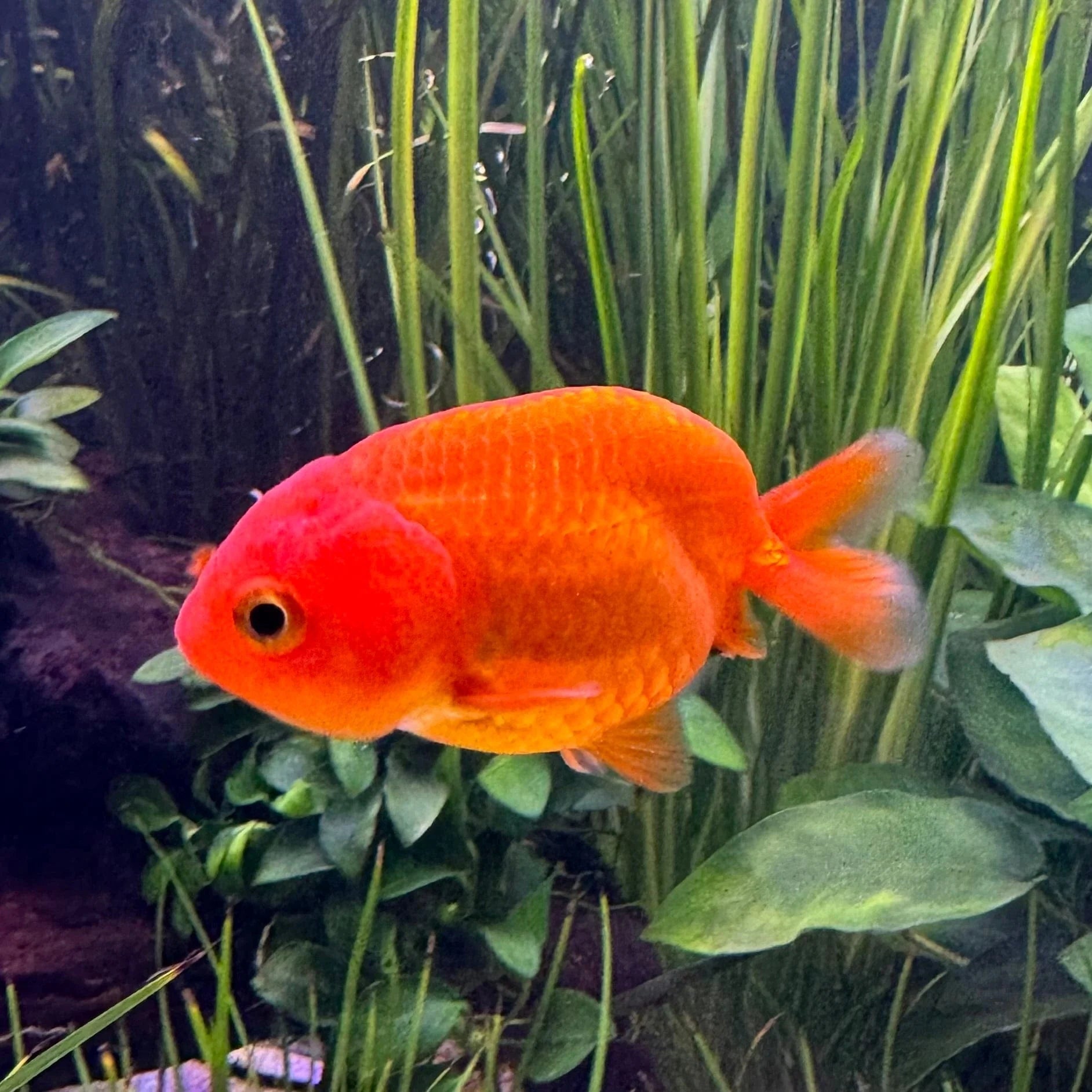Zlata ribica Ranchu