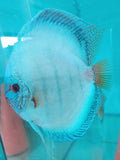 Diskus Reflection D