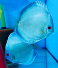 Diskus Blue Sapphire