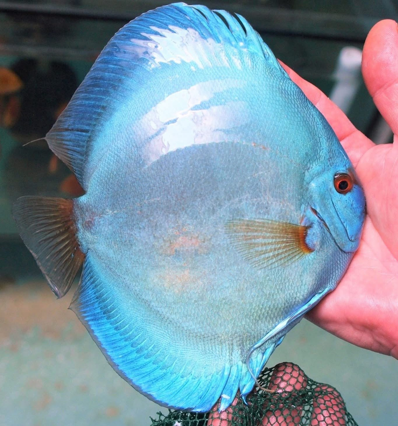 Diskus Blue Sapphire