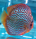 Diskus Red Turquoise
