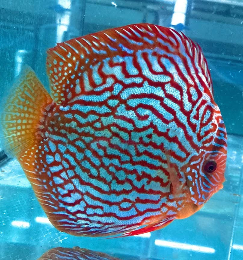Diskus Red Turquoise
