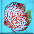 Diskus Checkeboard