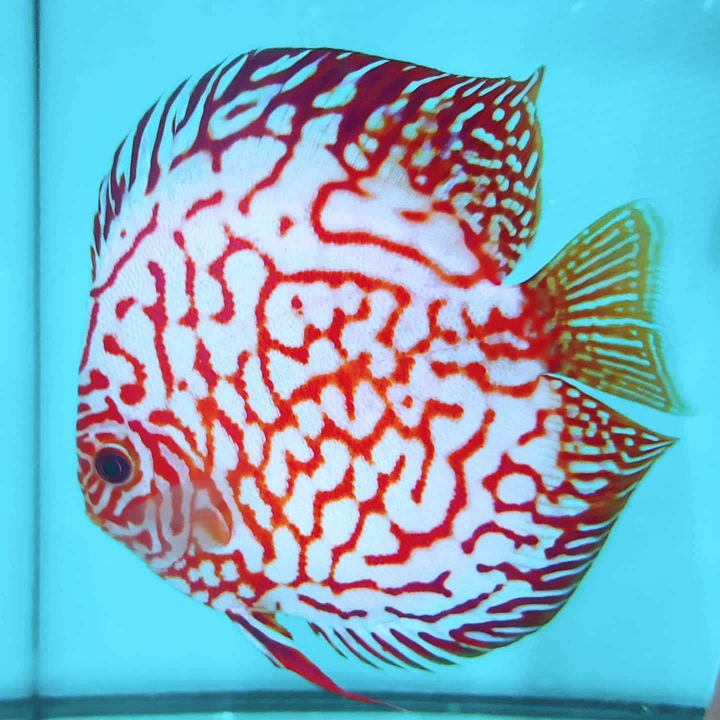 Diskus Checkeboard