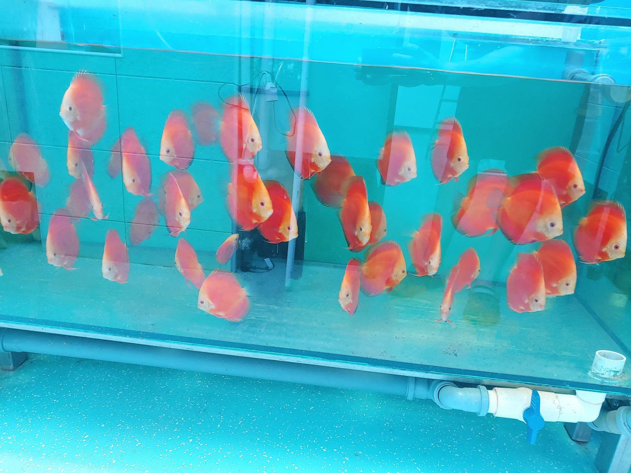 Diskus Red Melon