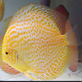 Diskus Yellow Leopard