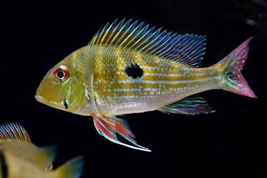 Geophagus dicrozoster