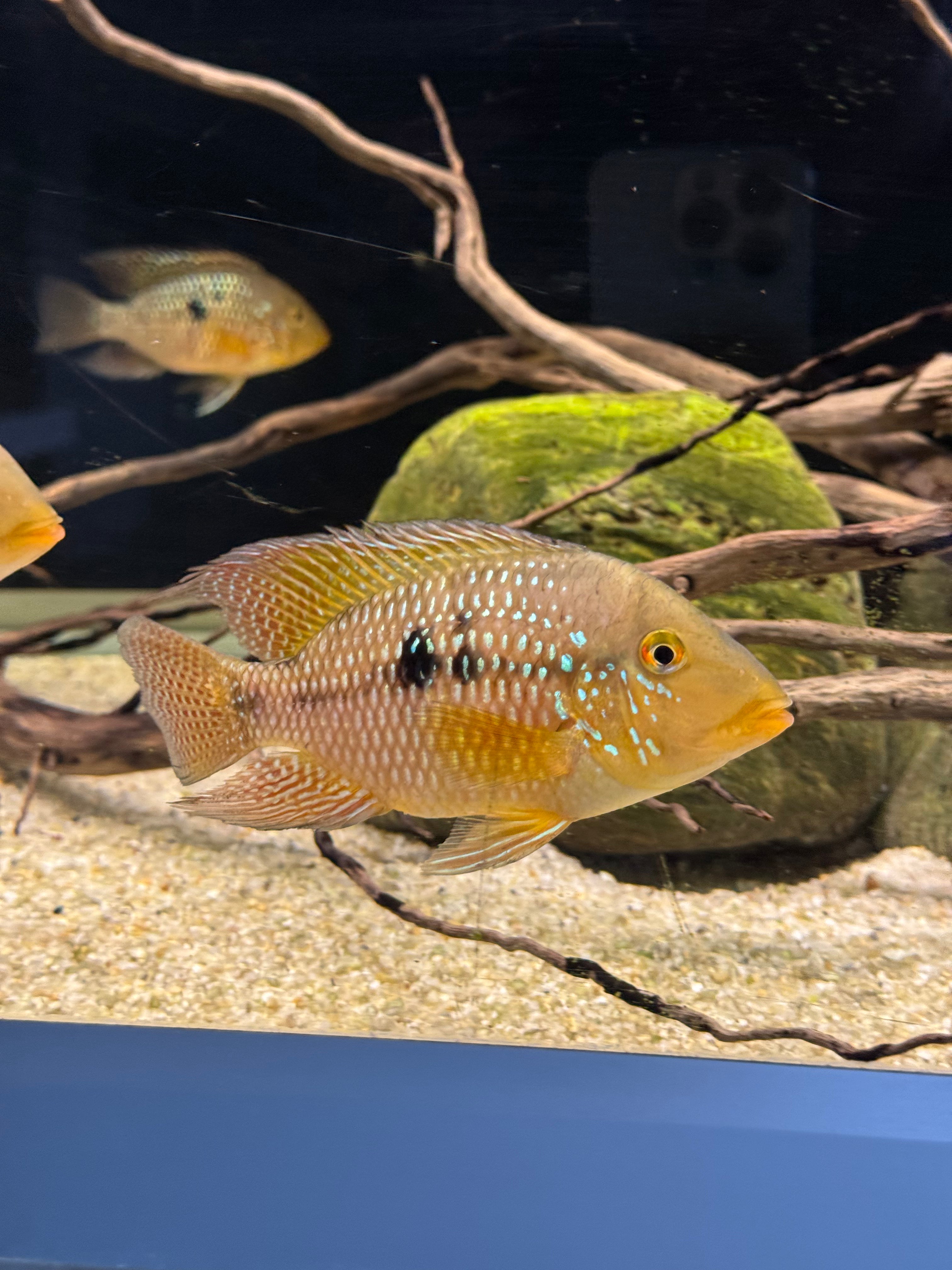 Geophagus dicrozoster