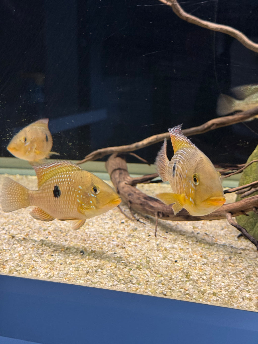 Geophagus dicrozoster