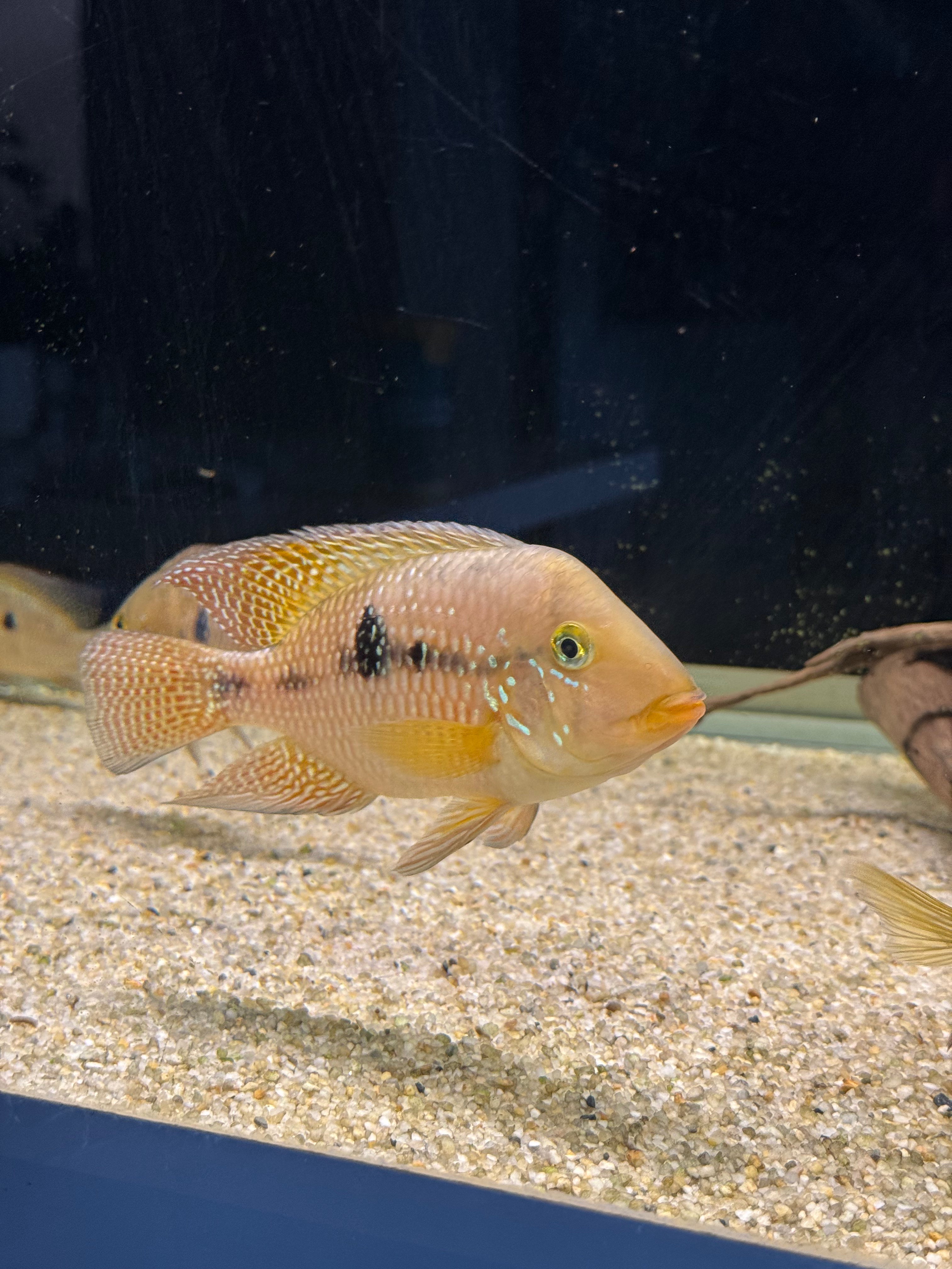 Geophagus dicrozoster