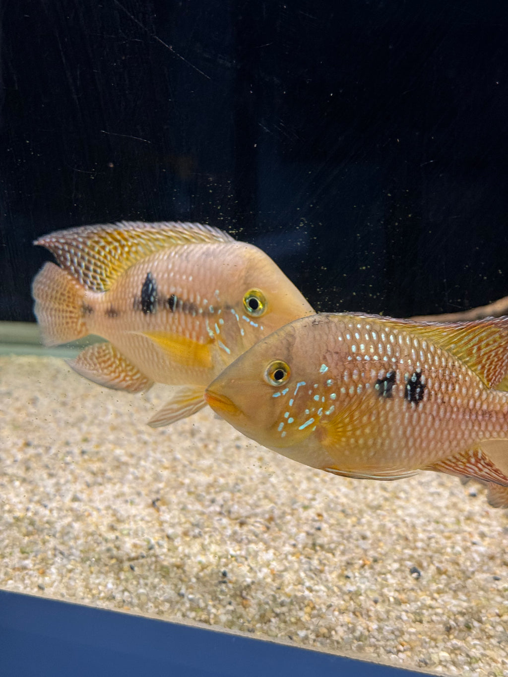 Geophagus dicrozoster