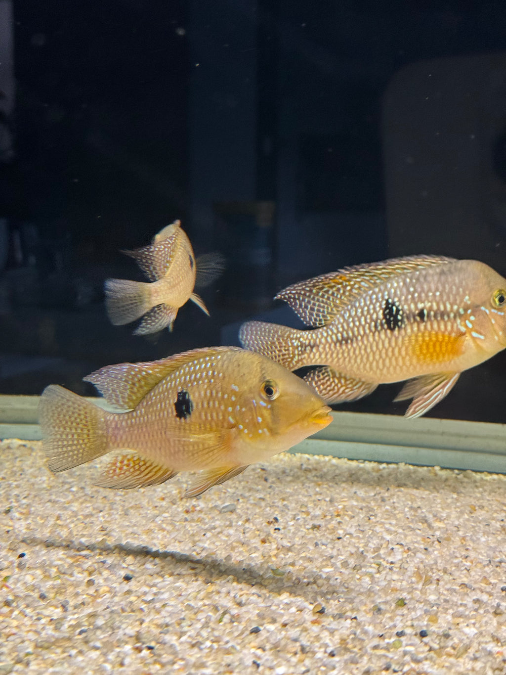 Geophagus dicrozoster