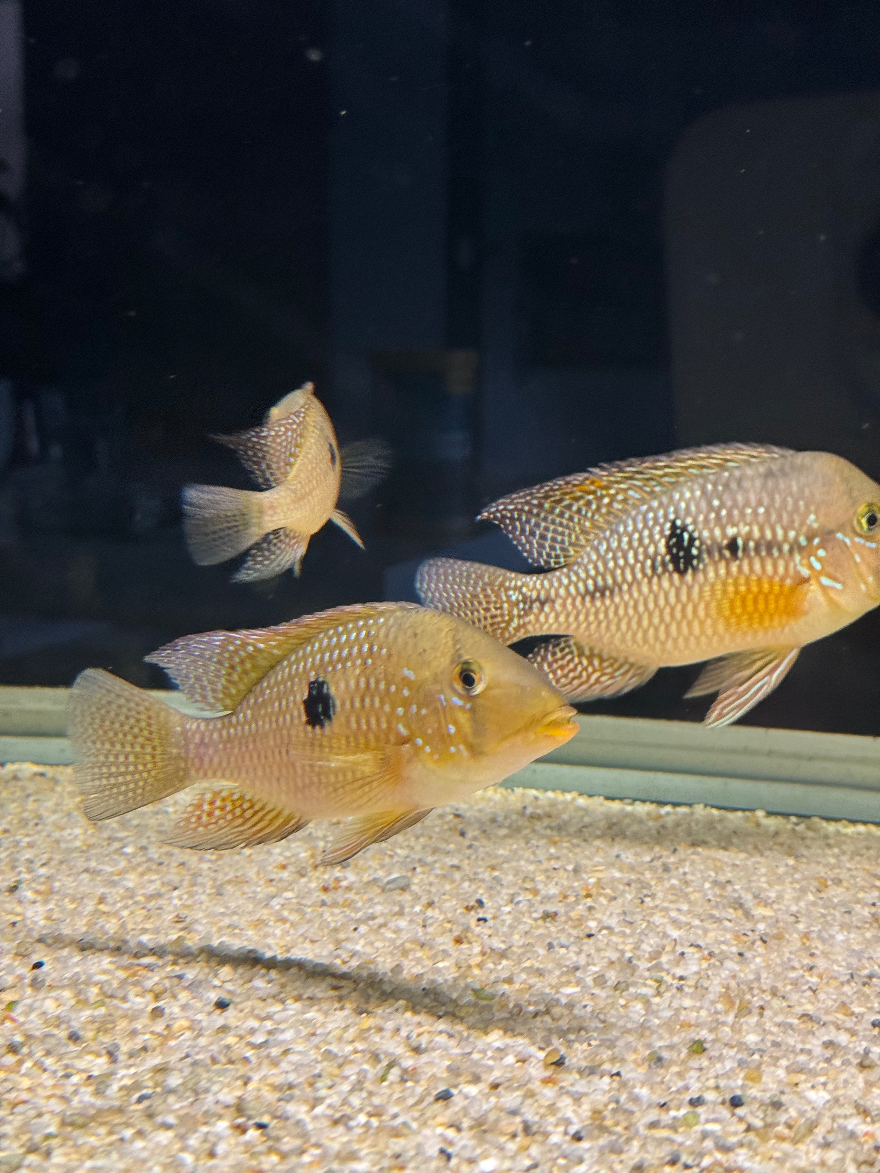 Geophagus dicrozoster