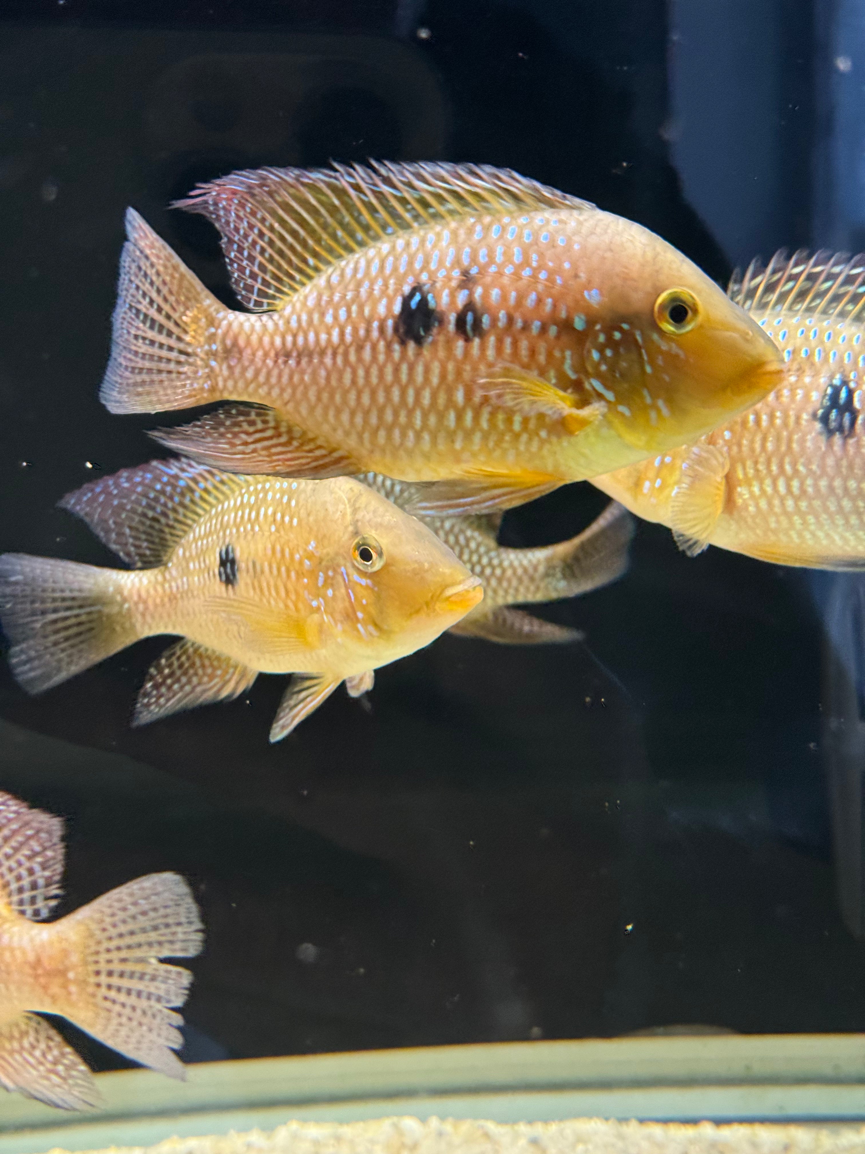 Geophagus dicrozoster