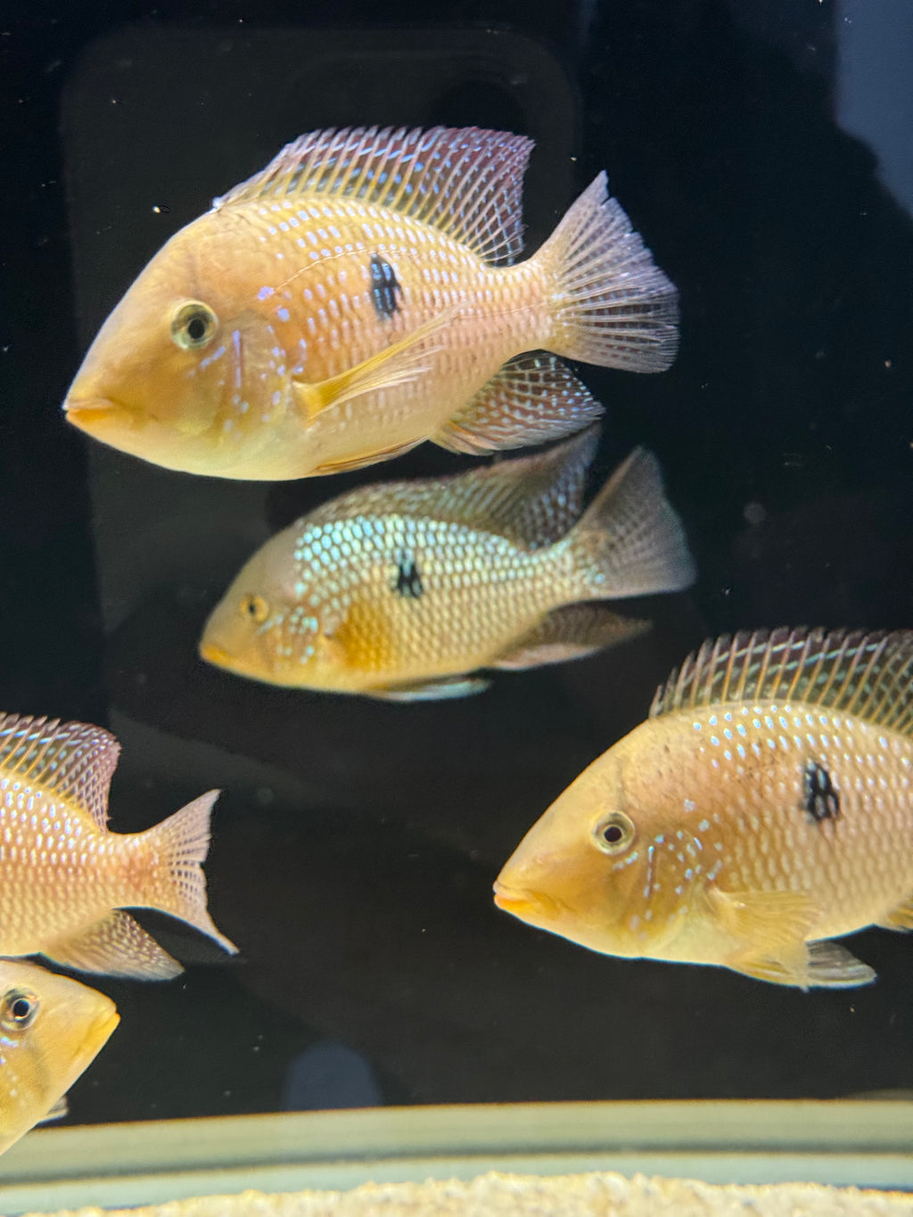 Geophagus dicrozoster