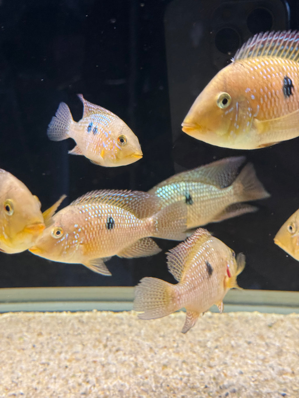 Geophagus dicrozoster