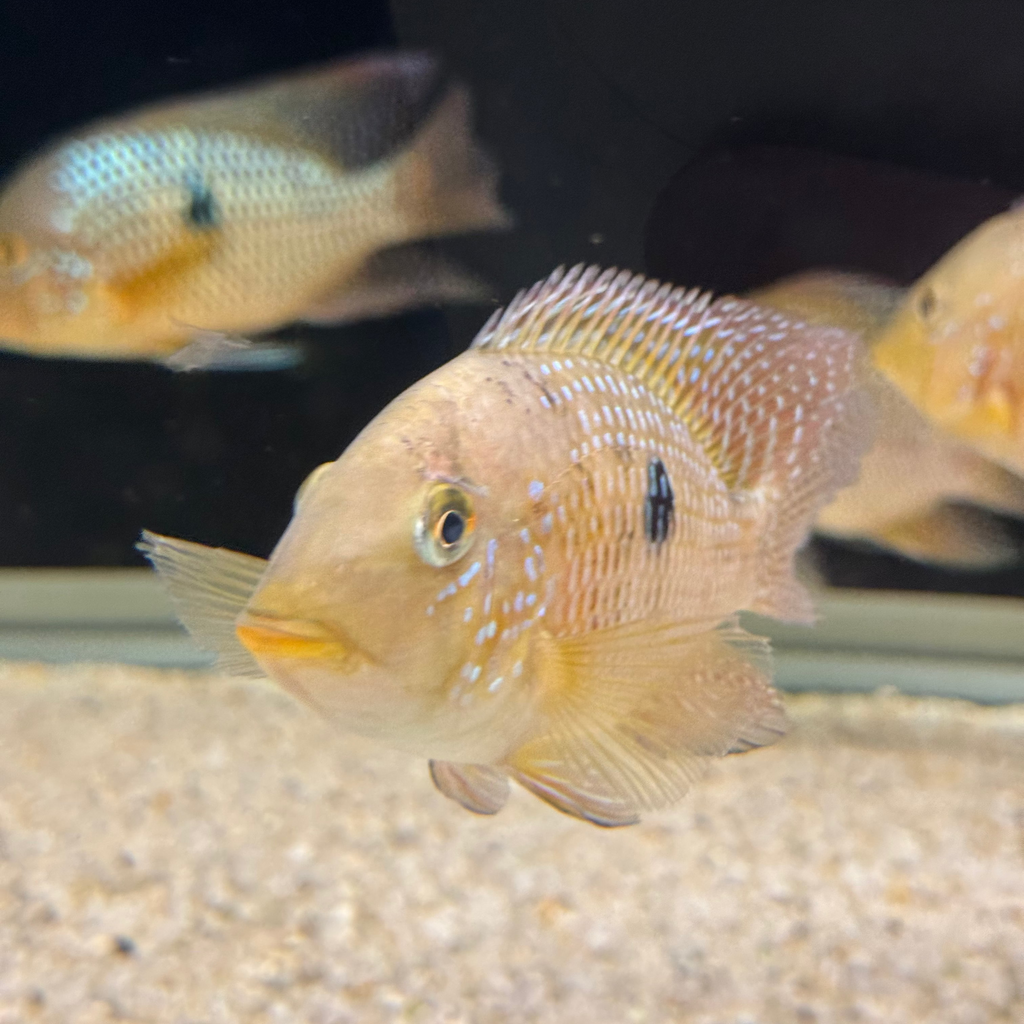 Geophagus dicrozoster