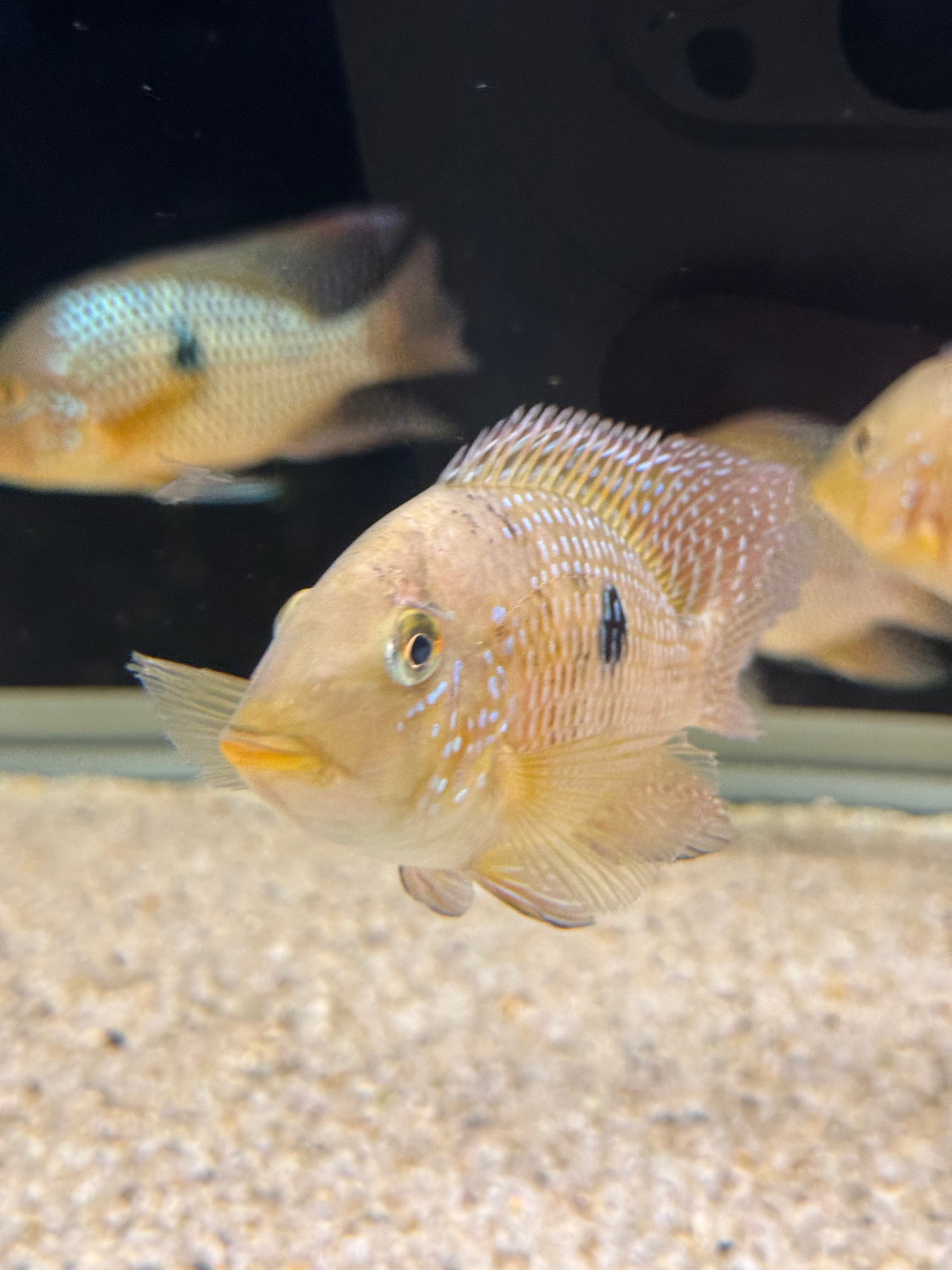 Geophagus dicrozoster
