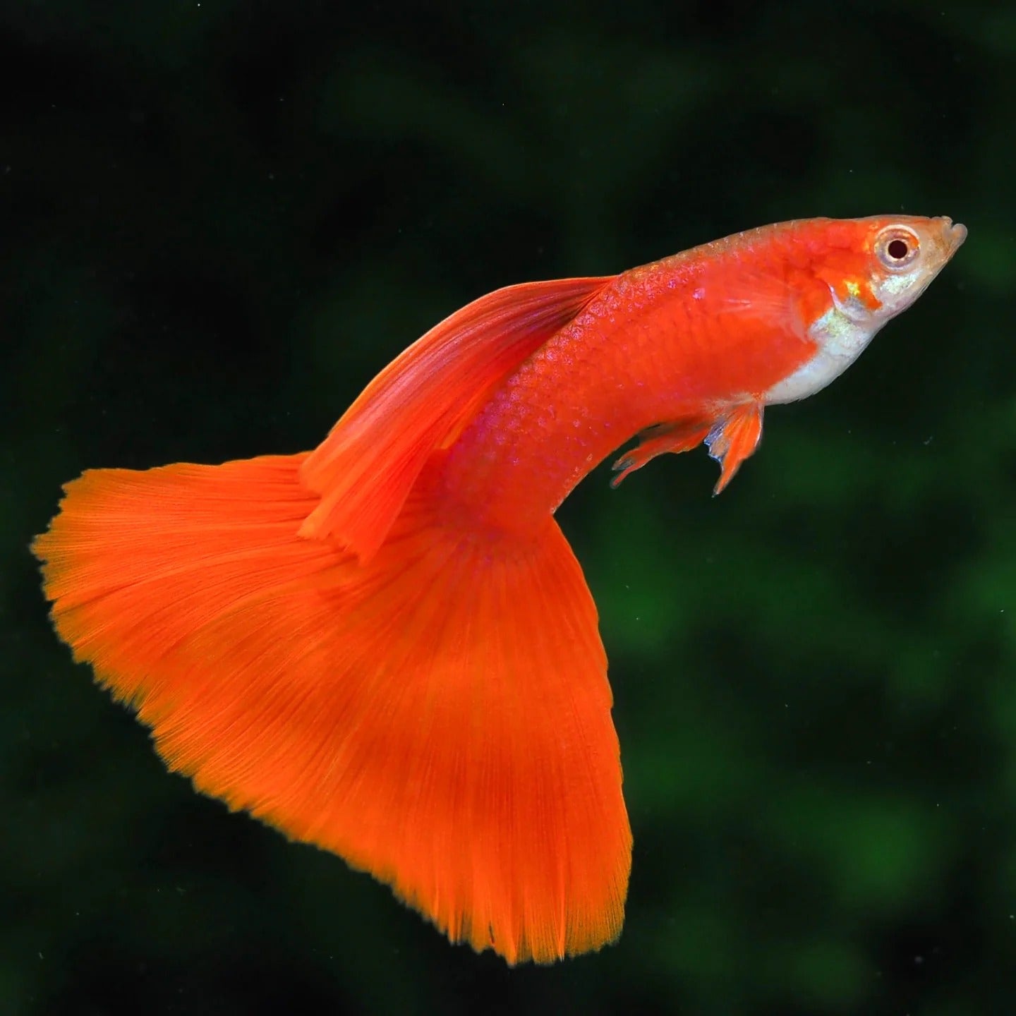 Gupi Full Red