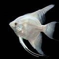 Skalarka White platinum