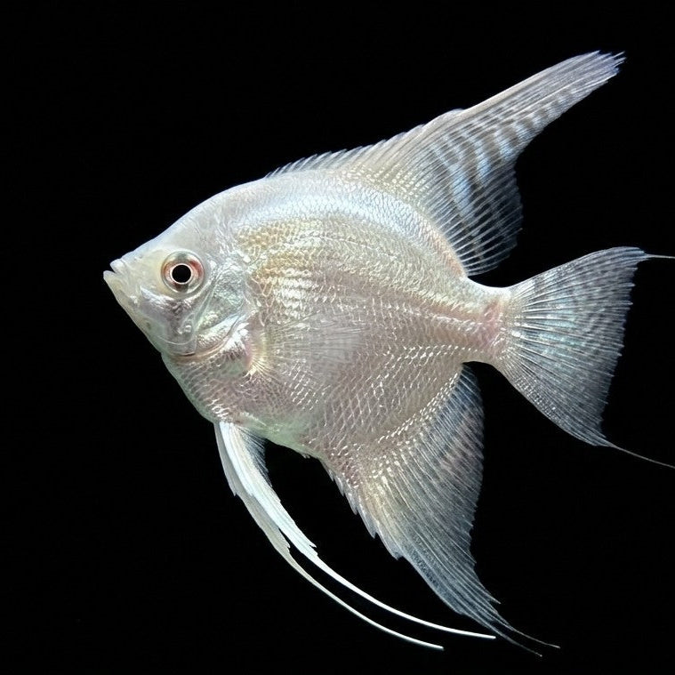 Skalarka White platinum