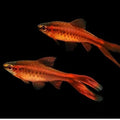 Barbus titteya long fin