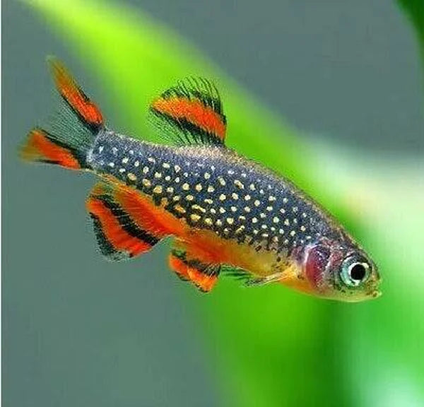 Micro Razbora