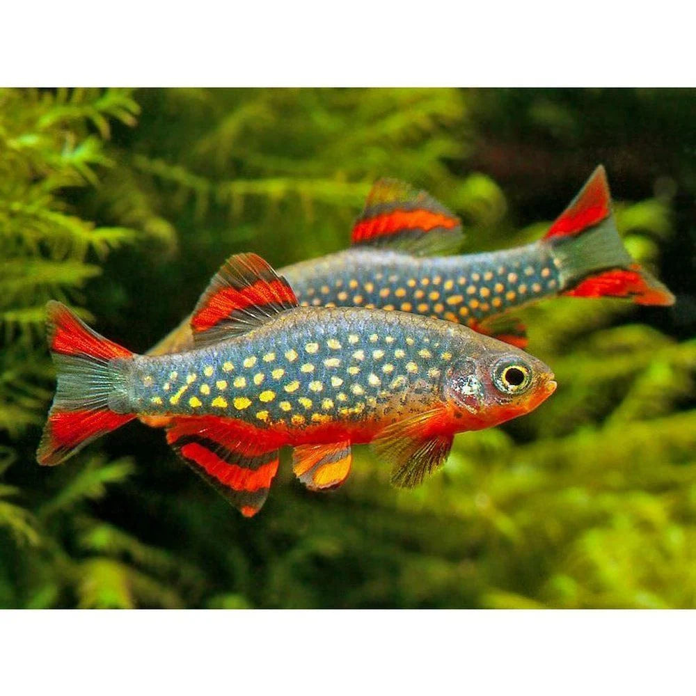 Micro Razbora