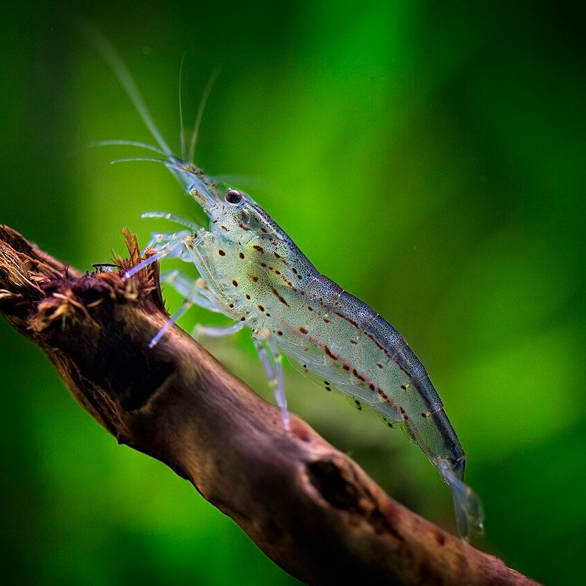 Amano kozica