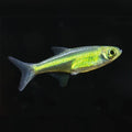Neon Green Rasbora-Microrasbora kubotai