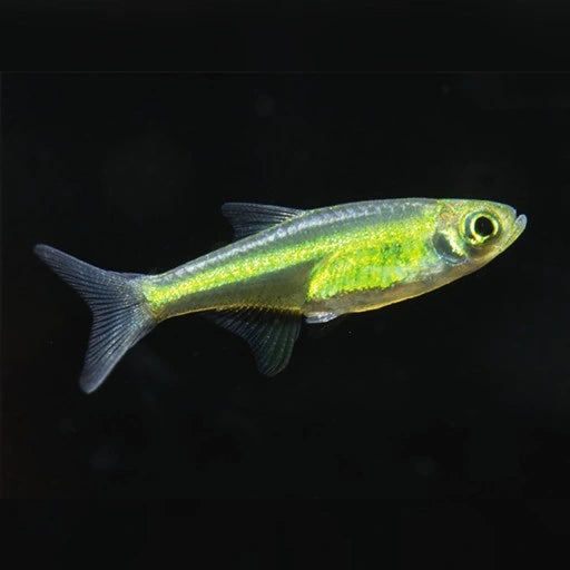 Neon Green Rasbora-Microrasbora kubotai