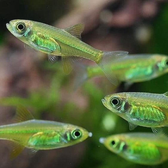 Neon Green Rasbora-Microrasbora kubotai