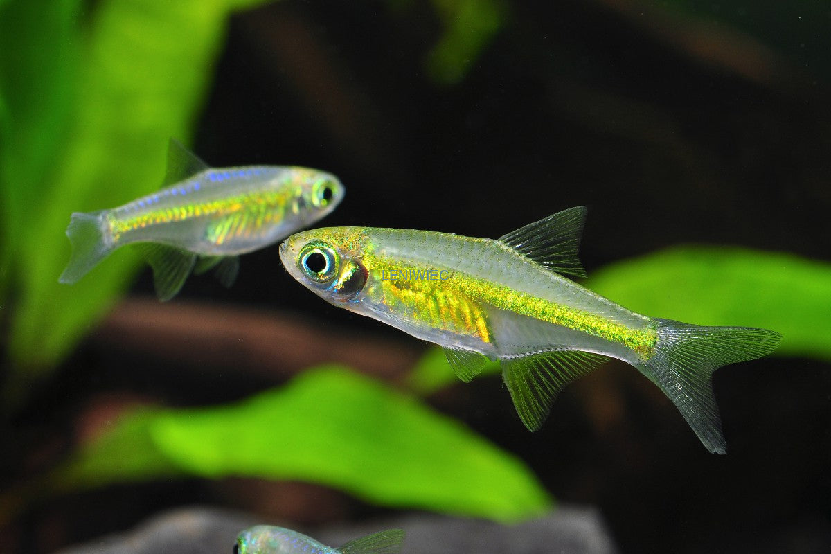 Neon Green Rasbora-Microrasbora kubotai