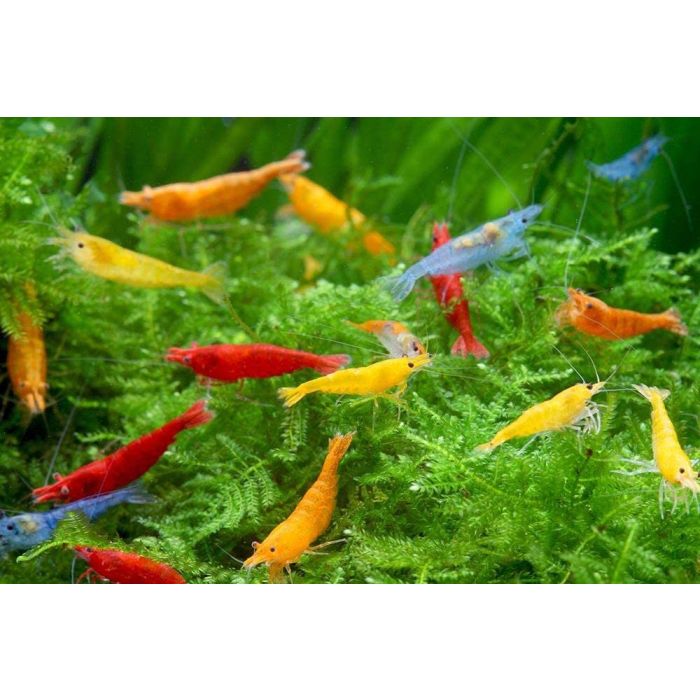 Neocaridina davidi mix