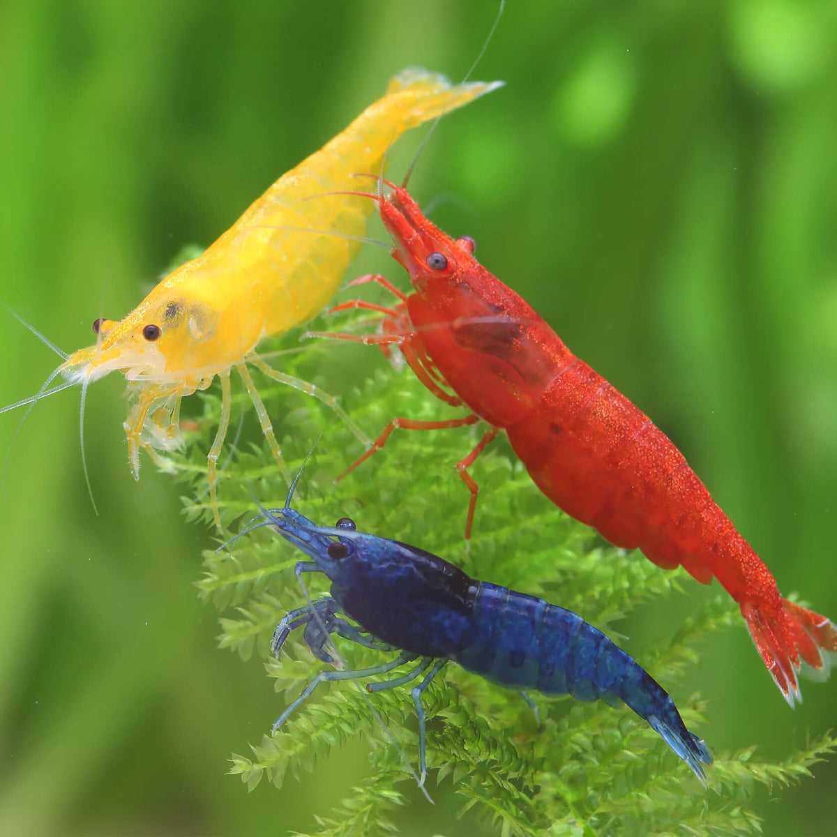 Neocaridina davidi mix