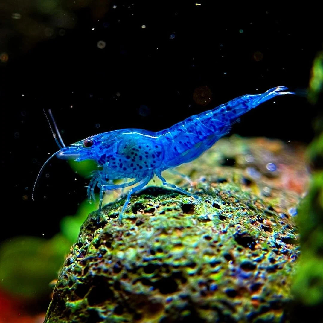 Neocardina Blue Dream