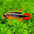 Apistogramma agassizi double red