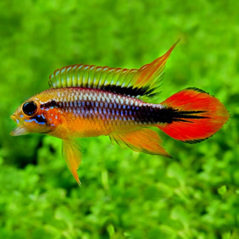 Apistogramma agassizi double red