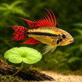 Apistogramma cacatuoides double r