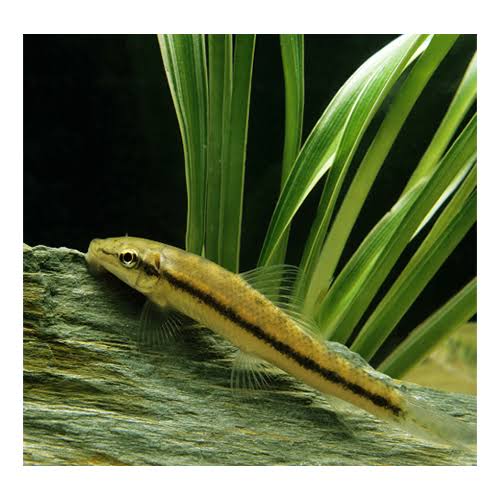 Kitajski algojed-Gyrinocheilus aymonieri