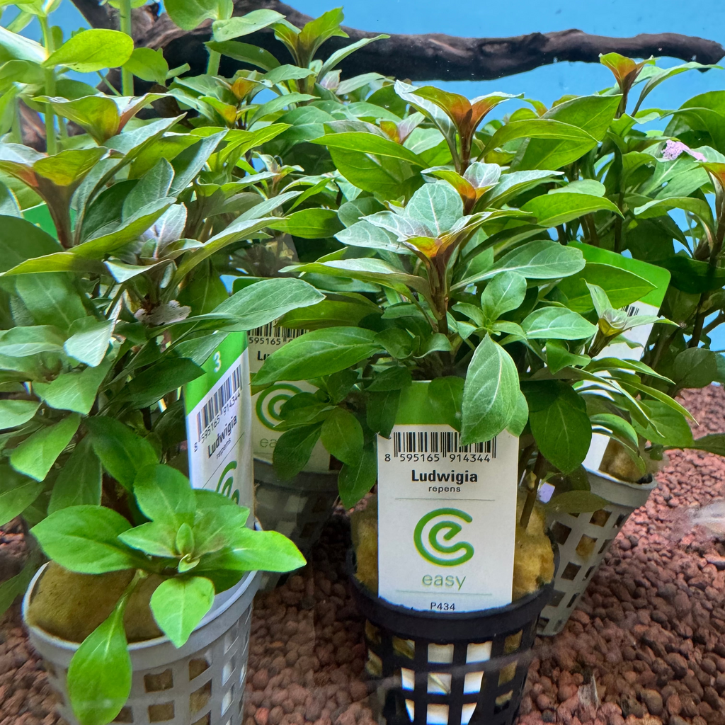 Ludwigia repens