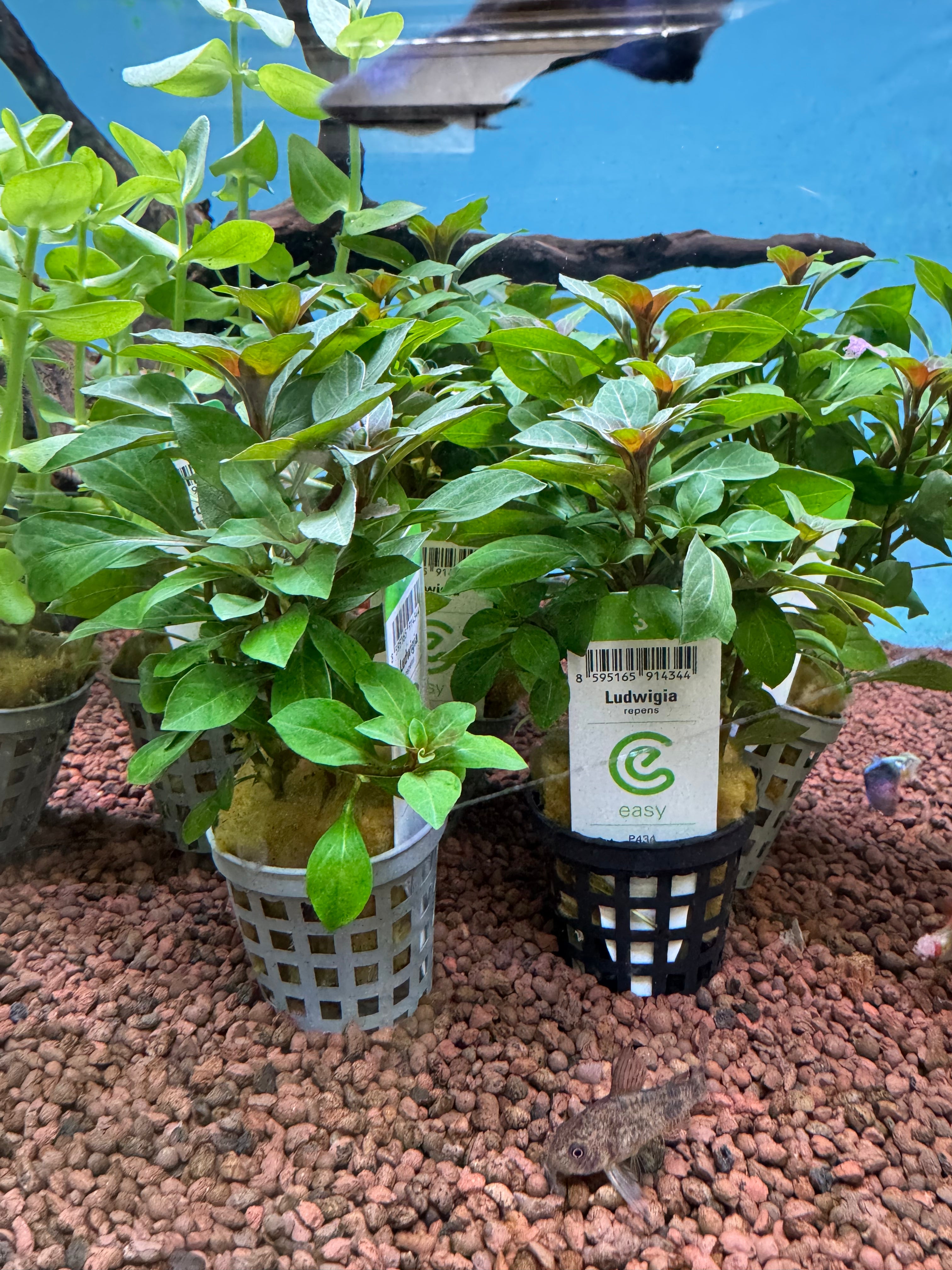 Ludwigia repens