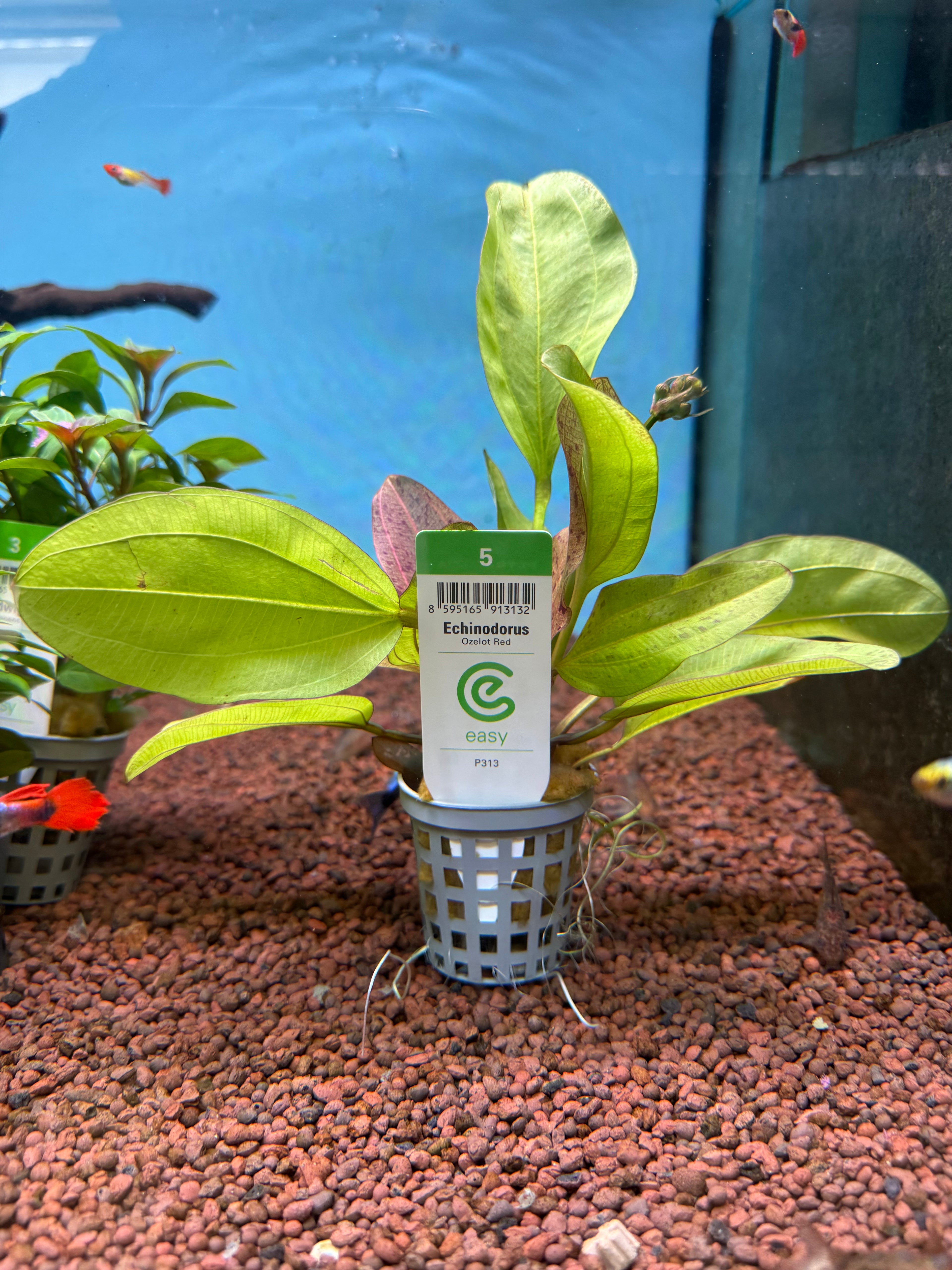 Echinodorus Ozelot Red