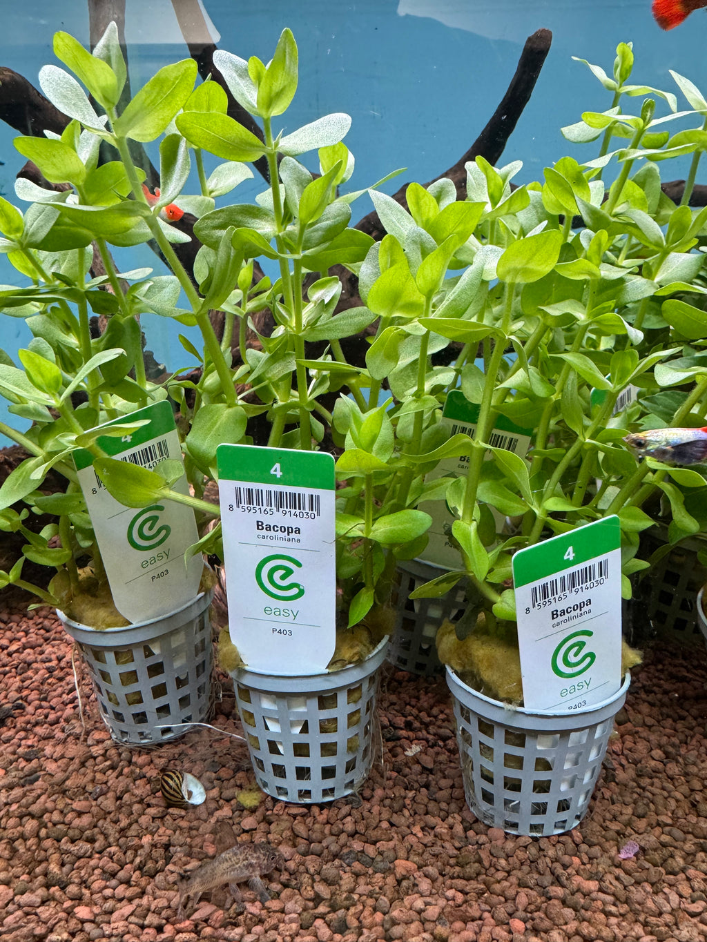 Bacopa caroliniana