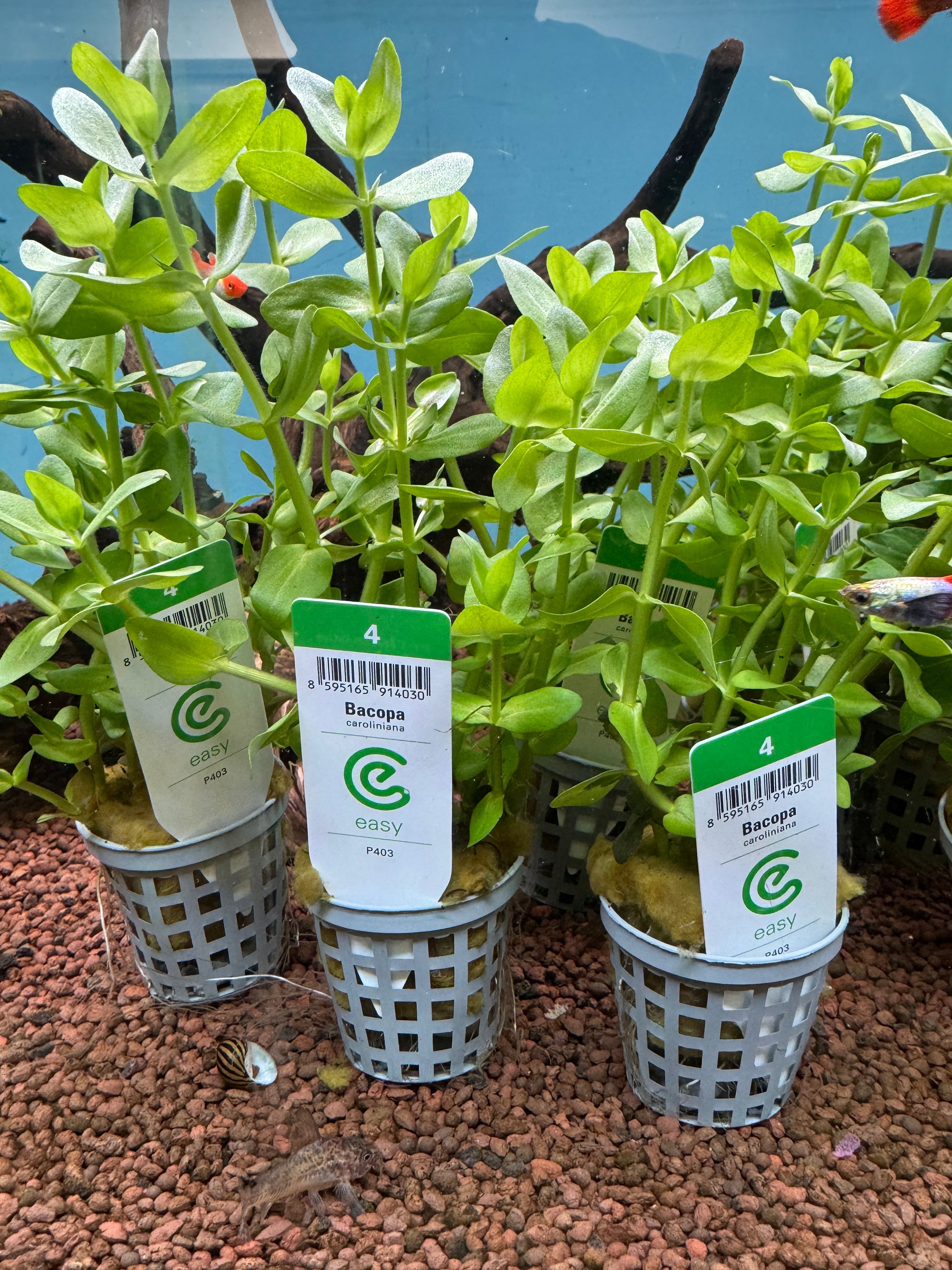 Bacopa caroliniana